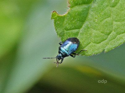 Blue Shield Bug (Zicrona caerulea) Alan Prowse